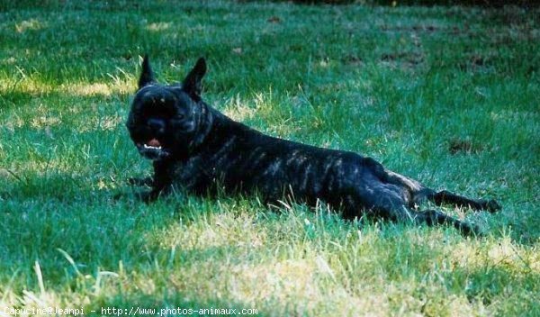 Photo de Bouledogue franais