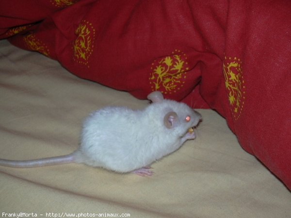 Photo de Rat