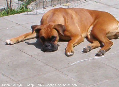 Photo de Boxer