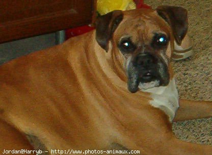 Photo de Boxer