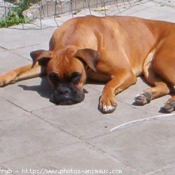 Photo de Boxer