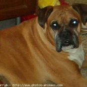 Photo de Boxer