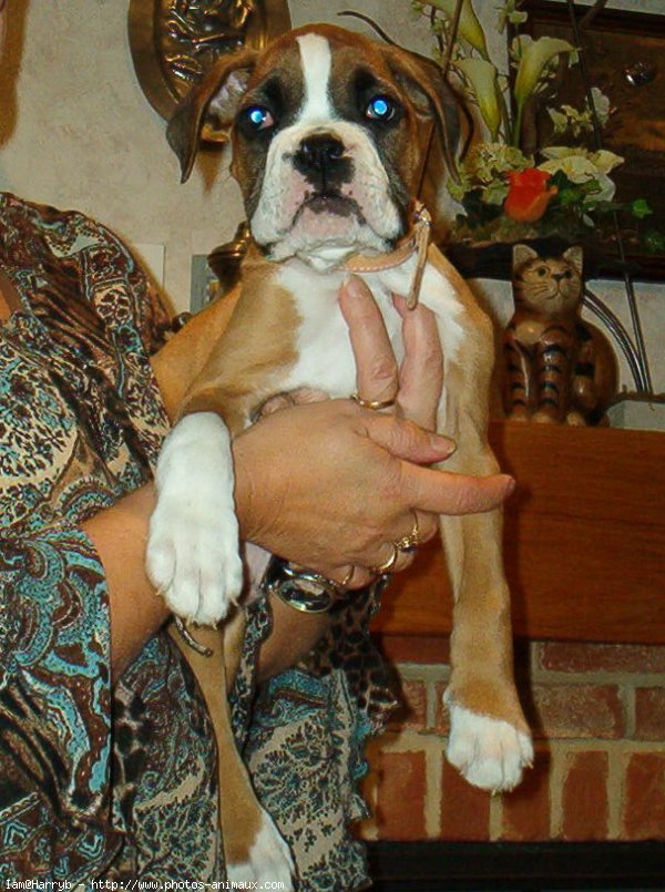 Photo de Boxer