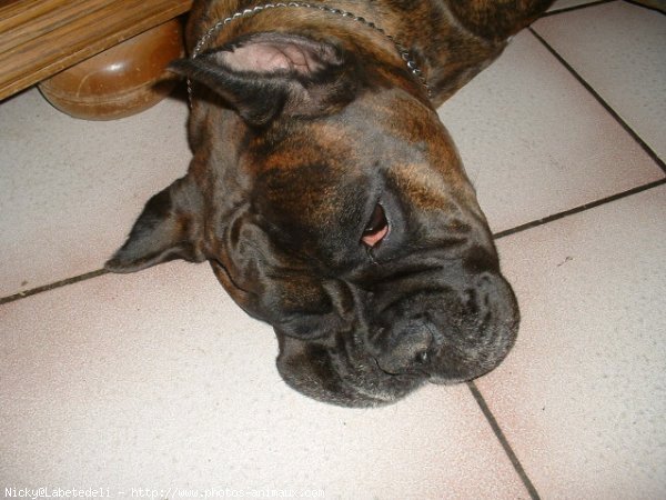 Photo de Boxer