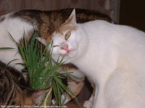 Photo de Chat domestique