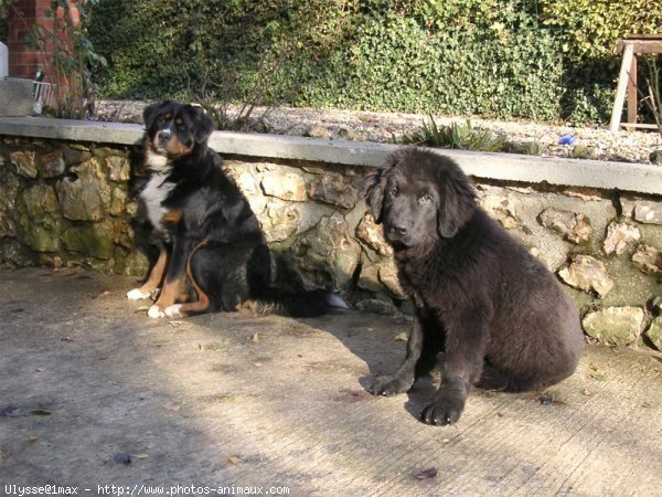 Photo de Chien de terre-neuve