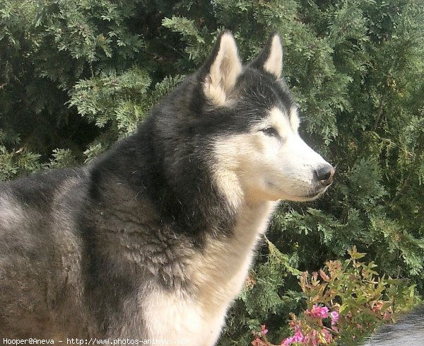 Photo de Husky siberien