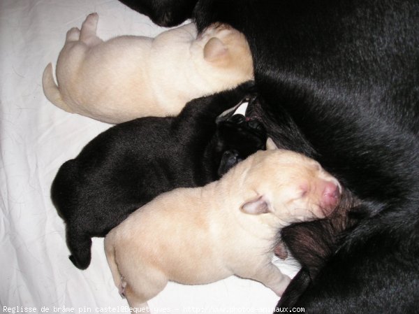 Photo de Labrador retriever