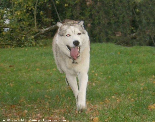 Photo de Husky siberien