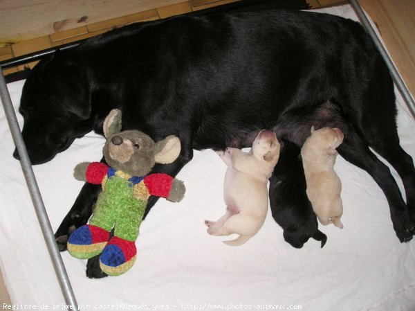 Photo de Labrador retriever