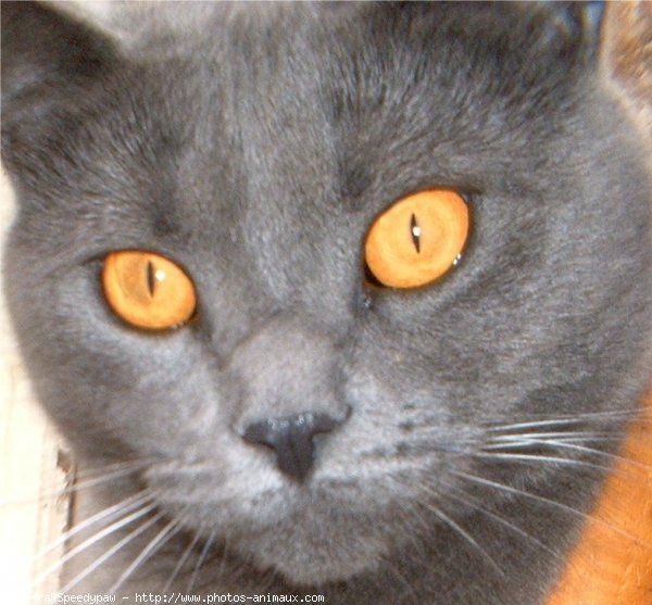 Photo de Chartreux