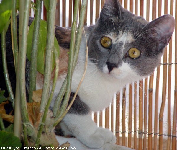 Photo de Chat domestique