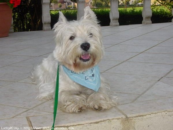 Photo de West highland white terrier