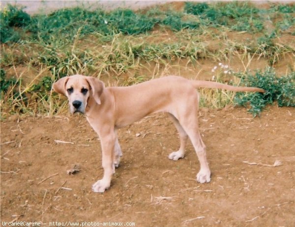 Photo de Dogue allemand