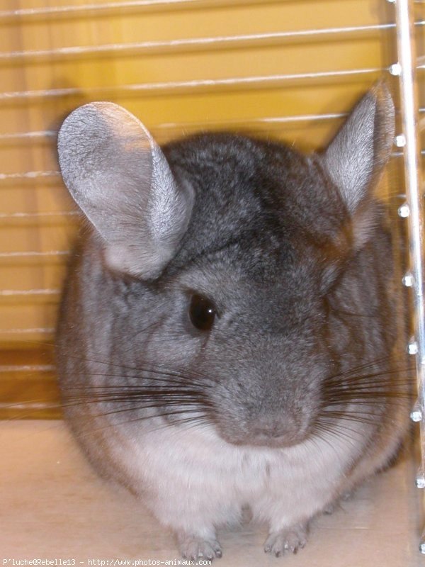 Photo de Chinchilla