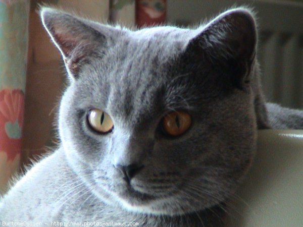 Photo de Chartreux