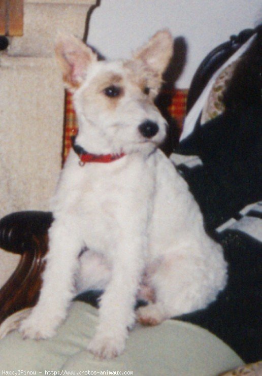 Photo de Fox terrier  poil dur