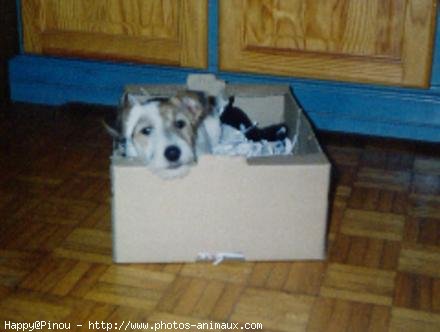 Photo de Fox terrier  poil dur