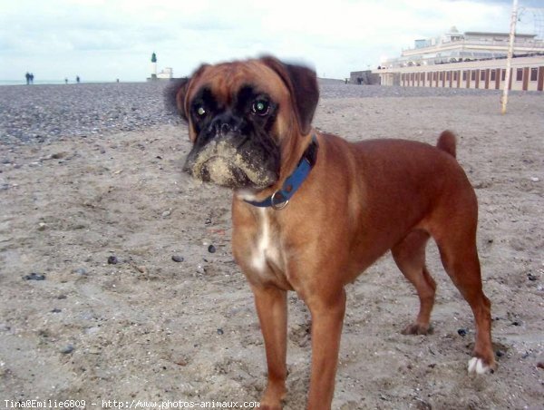 Photo de Boxer