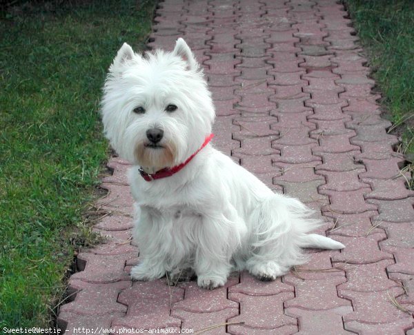 Photo de West highland white terrier