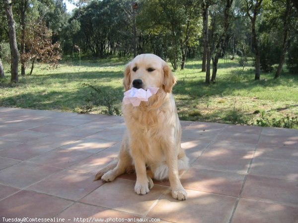 Photo de Golden retriever