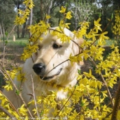 Photo de Golden retriever