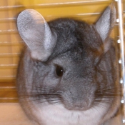 Photo de Chinchilla