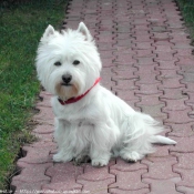 Photo de West highland white terrier