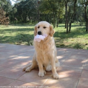 Photo de Golden retriever