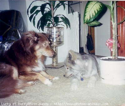 Photo de Races diffrentes