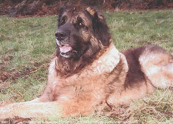 Photo de Leonberg