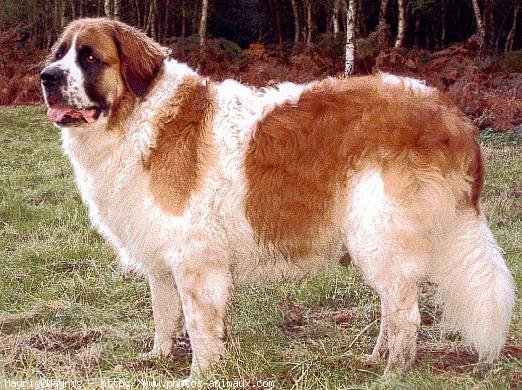 Photo de Saint-bernard poil long