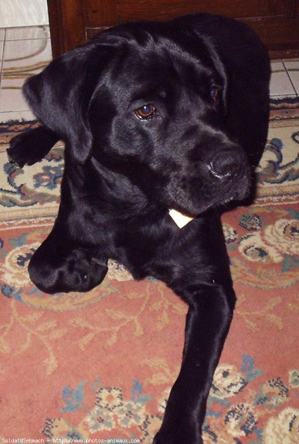 Photo de Labrador retriever