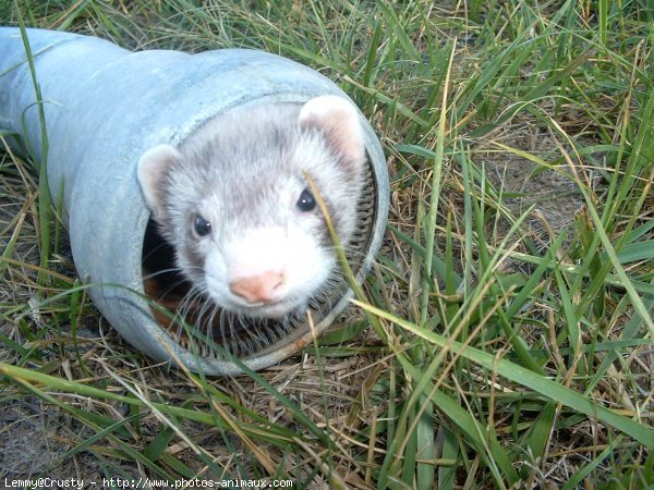 Photo de Furet