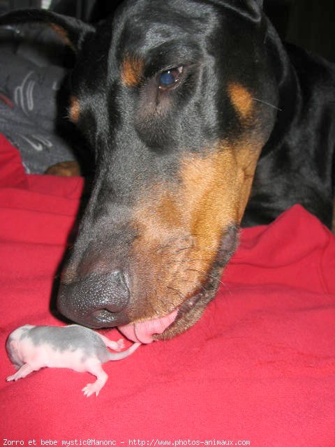 Photo de Dobermann