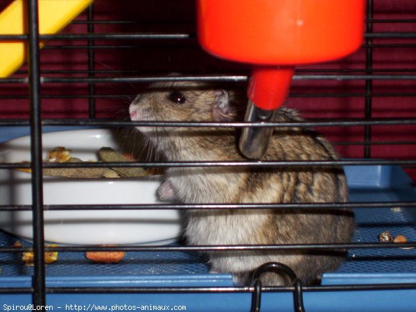 Photo de Hamster