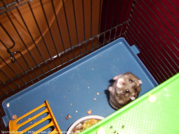 Photo de Hamster