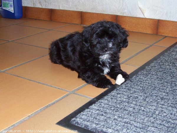 Photo de Bichon havanais