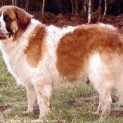 Photo de Saint-bernard poil long