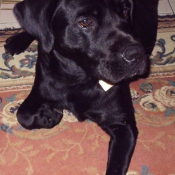 Photo de Labrador retriever