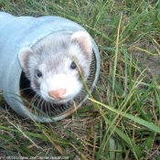 Photo de Furet