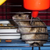 Photo de Hamster