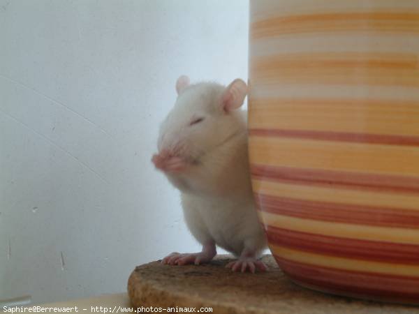 Photo de Rat