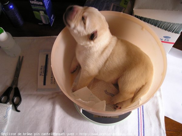 Photo de Labrador retriever