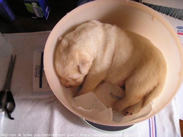 Photo de Labrador retriever