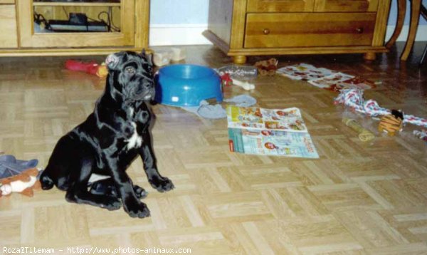 Photo de Chien de cour italien