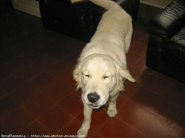 Photo de Golden retriever