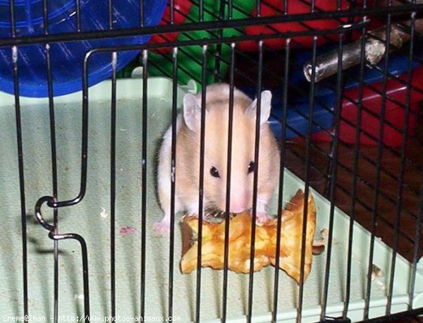 Photo de Hamster