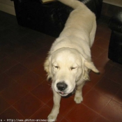 Photo de Golden retriever