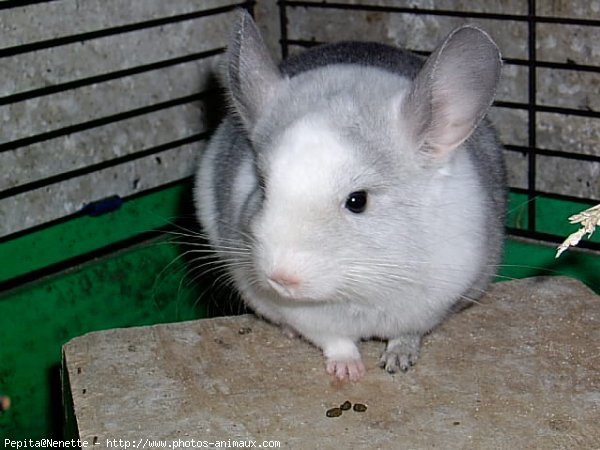 Photo de Chinchilla